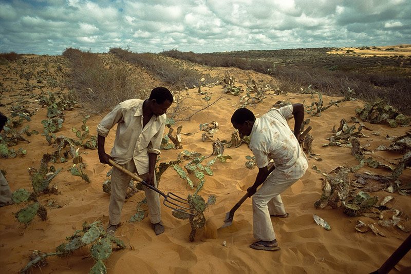 omar_degan's tweet photo. #desertification in #Somalia is a serious Issue would be fantastic starting to plant trees all over our cities in Somalia.#greenspace https://t.co/Fce5nJ35wC