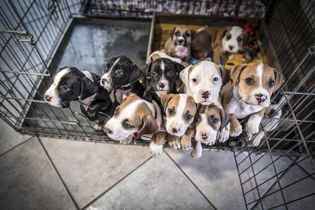 wang geweten klasse Ben Weyts on Twitter: "Ook op jur. vlak grote stap inzake Dierenwelzijn; 1e  veroordeling vr handel in te jonge O-Eur. pups. Arrest obv PV's v onze  inspectiedienst https://t.co/lEKhwc5Nmw" / Twitter