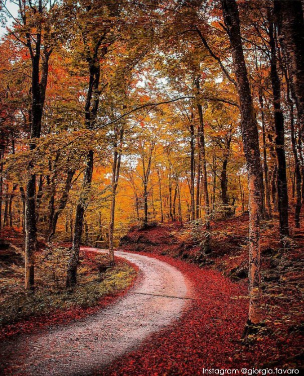 TurismoVeneto's tweet photo. Benvenuto #Autunno 🍂🌰🍄 #ForestadelCansiglio #VisitVeneto https://t.co/S8RQjS2NSC