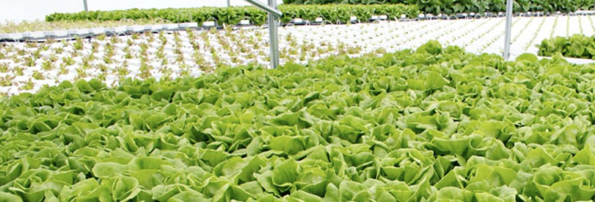TLBStudPac's tweet photo. Let-tu-ce make a difference!

#hydroponics #aquaponics #farmitup #Greenthumb #plantswithoutsoil #hydroponicgardening #farmersmarket https://t.co/MLg57wJxSJ