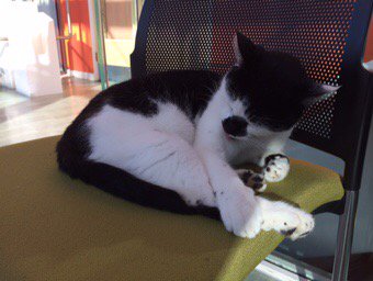 Campus_Cat's tweet photo. If you leave a chair around, I will gladly make it hairy for you #catservice https://t.co/x7LVcRuHwS