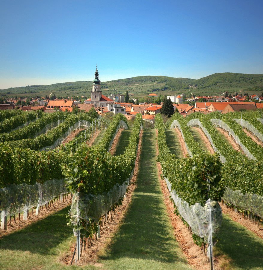 Visit Slovakia on X: “The finest time for winegrowers is now