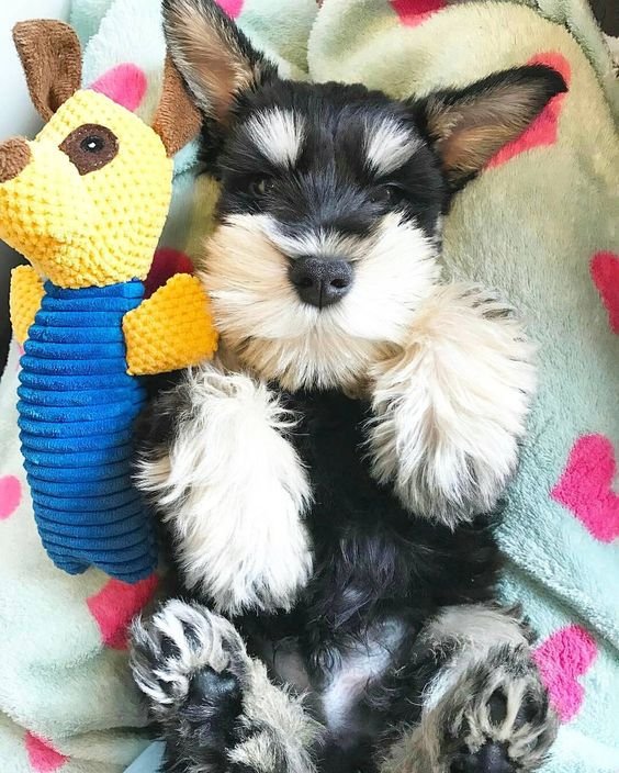 ems_industries's tweet photo. Happy Friday... This picture will make everyone smile! #DogLovers #Cute #Teddy https://t.co/XNZizCdQtz