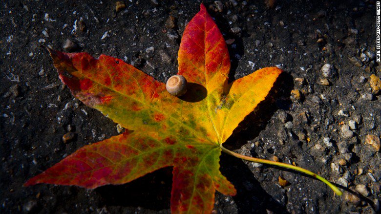 CNN's tweet image. It's the first day of fall! (In the northern hemisphere.) 5 fun facts about the season: cnn.it/2xmYsqc #AutumnEquinox