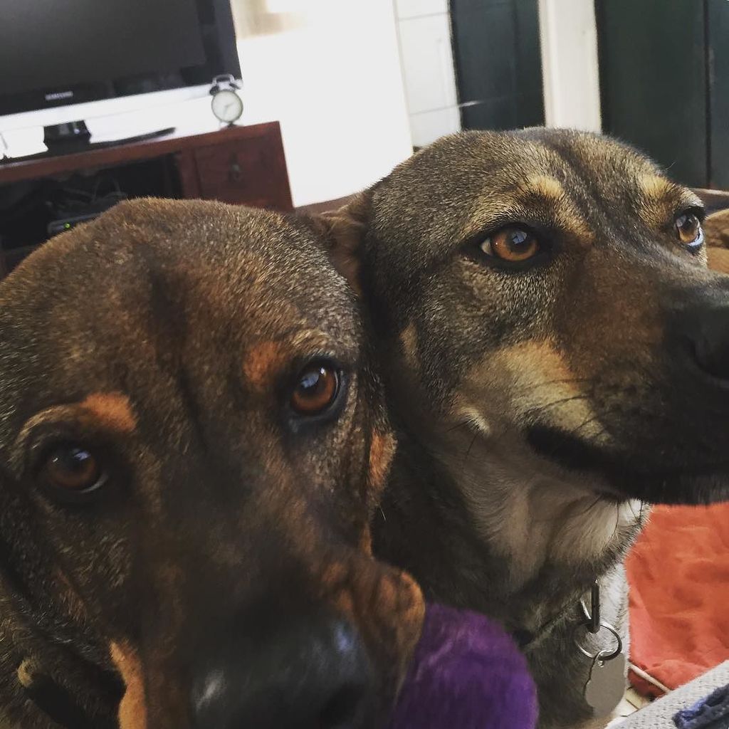 dogjournals's tweet photo. "Personal space" is a concept that's lost on these #hongkongmongs. 😏#Sandy_sht #Dusty_sht #mongrels #muttsofinstag… https://t.co/NB1JXffaCY https://t.co/x4PHheEHRD