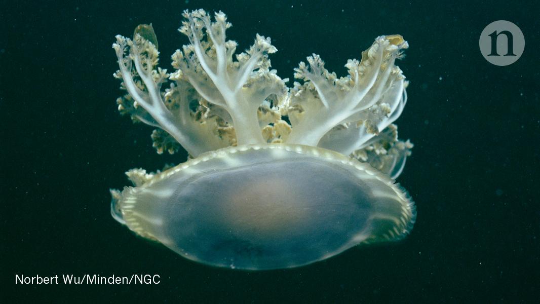 Snoozing jellyfish give clues to the origins of sleep:
go.nature.com/2fEDcEH