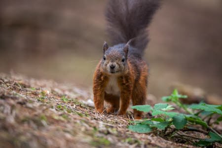Red squirrel numbers are thriving against the odds on one of Britain’s largest estates: bit.ly/2fEGpnK