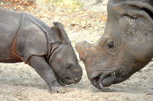 Strange_Animals's tweet photo. It's #WorldRhinoDay! The Indian rhino is a vulnerable species threatened by poaching &amp; human development. It grows to 4 metres in length! https://t.co/t3bEuswpgb