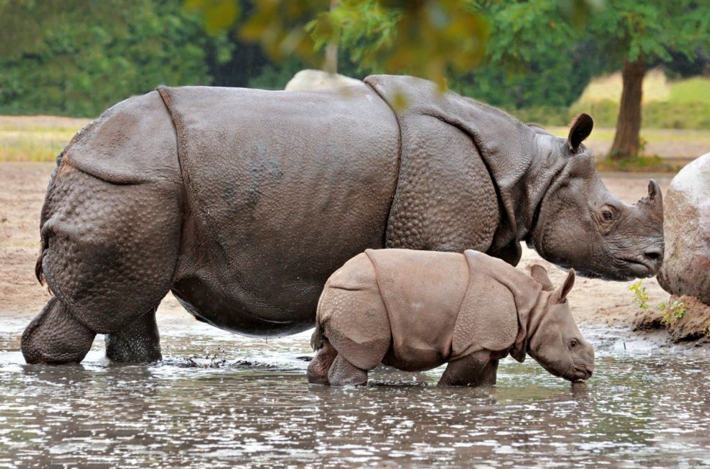 Strange_Animals's tweet photo. It's #WorldRhinoDay! The Indian rhino is a vulnerable species threatened by poaching &amp; human development. It grows to 4 metres in length! https://t.co/t3bEuswpgb