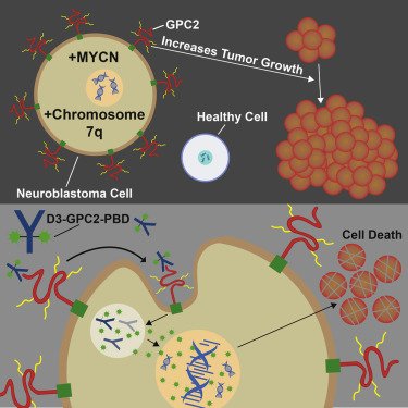#ChildhoodCancer Maris <a href="/ChildrensPhila/">Children's Hospital</a> &amp;co GPC2: an oncoprotein &amp; candidate immunotherapeutic target in high-risk NB ow.ly/1KMc30f4vBZ