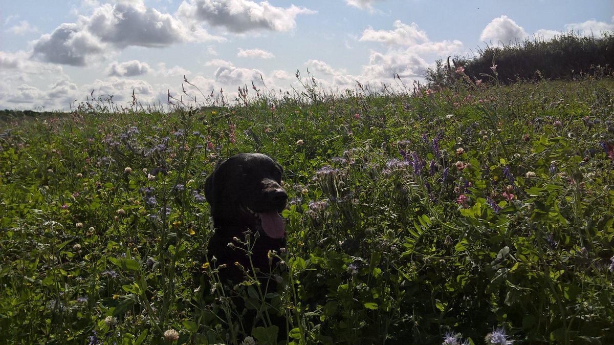 NickRowsell's tweet photo. Now there's a nectar flower plot still delivering in late September! Not cutting this one yet https://t.co/cJ7vjVT0me