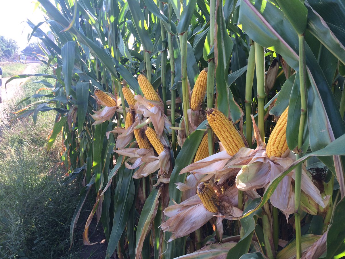 seedgreg's tweet image. #placedtoperform#contest new customer 207 looking big!