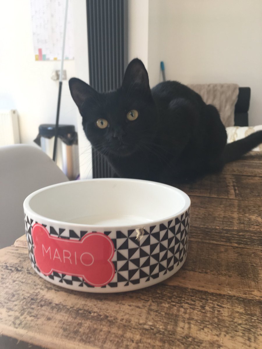 emsmurphs's tweet image. Thanks @WeLoveToCreate for Mario’s new bowl! Super cool and he seems pleased!