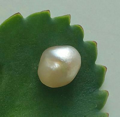 KariPearls's tweet photo. Any mollusk can create a saltwater pearl even the Pteria oyster species.

#karipearls #saltwaterpearls https://t.co/8lPq6zo7Vl