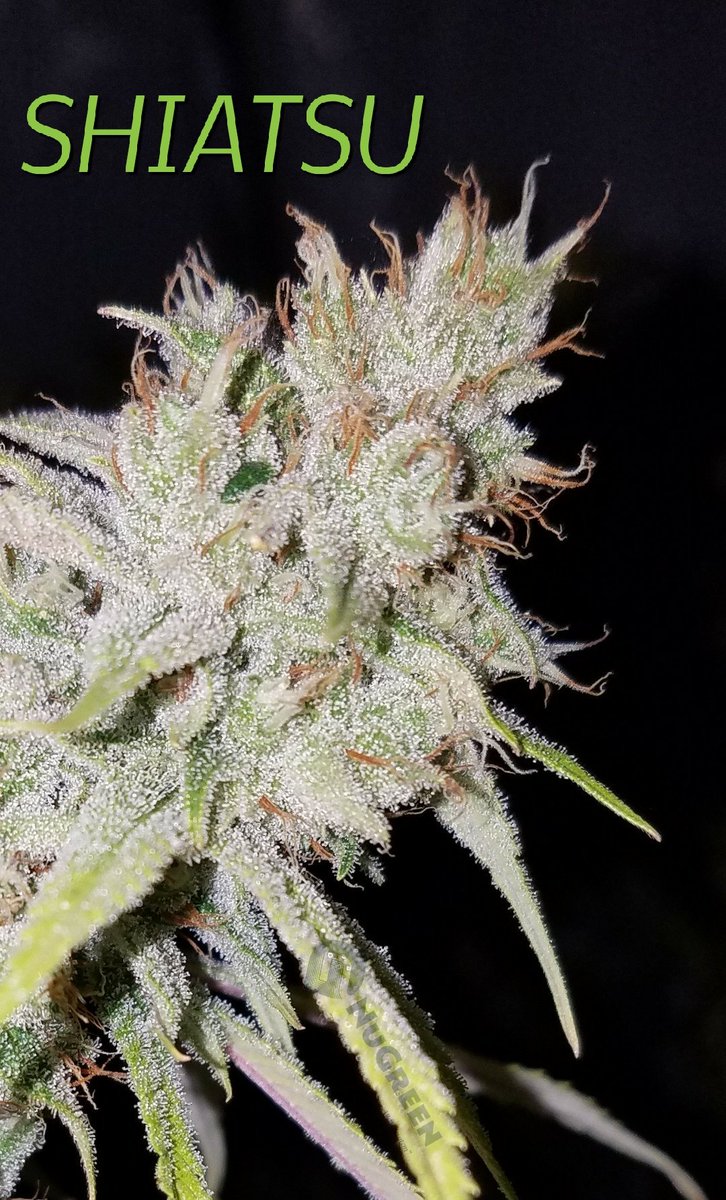 NuGreenWA's tweet photo. #NUGREEN #SHIATSU, bred for relief from pain, stress and tension, is the perfect way to start your weekend. Available @Cinder509! https://t.co/XcDldyJcfs