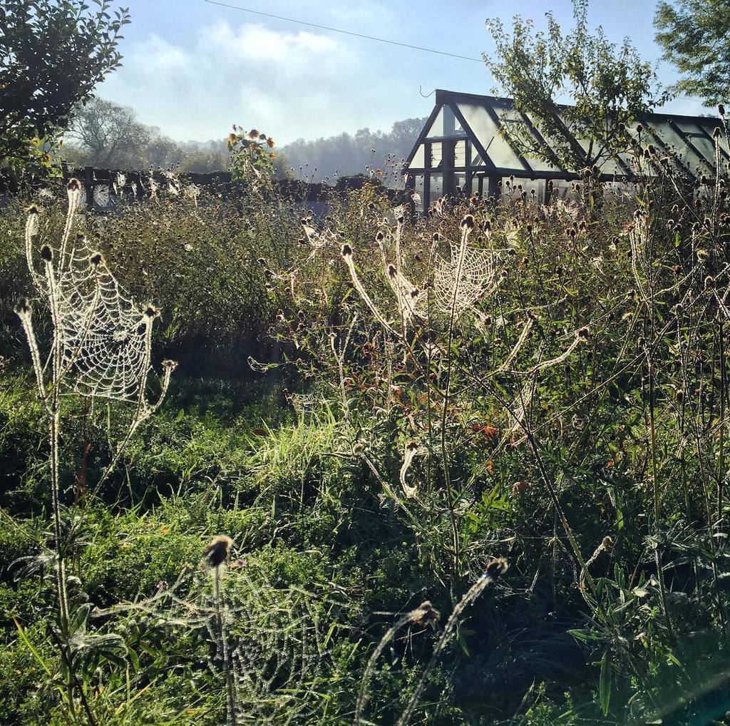 GriffinGlasshse's tweet photo. RT @juliagardener: #spidermagic this morning, just before we cut this #meadow https://t.co/z5eIATdvPo https://t.co/OJoEzSEvNu