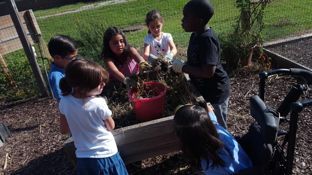 Wood2ndgrade's tweet photo. Operation "Get the garden ready for winter". Our class teamed up with Mrs. McManus's class to clean up the weeds in the garden. #teamwork https://t.co/0IhgVEAm42