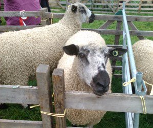 It's one of our favourite #Harrogate district community events of the year on Mon, fab <a href="/nidderdaleshow/">Nidderdale Show</a> #nidderdale  harcvs.org.uk/events/nidderd…