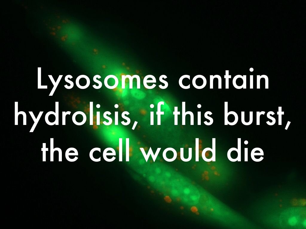 MitoAlmighty's tweet photo. Hmmmm @LoyalLysosomes not so loyal anymore. @wcsFvHsdd #Organellewars https://t.co/rtGPkv1cB6
