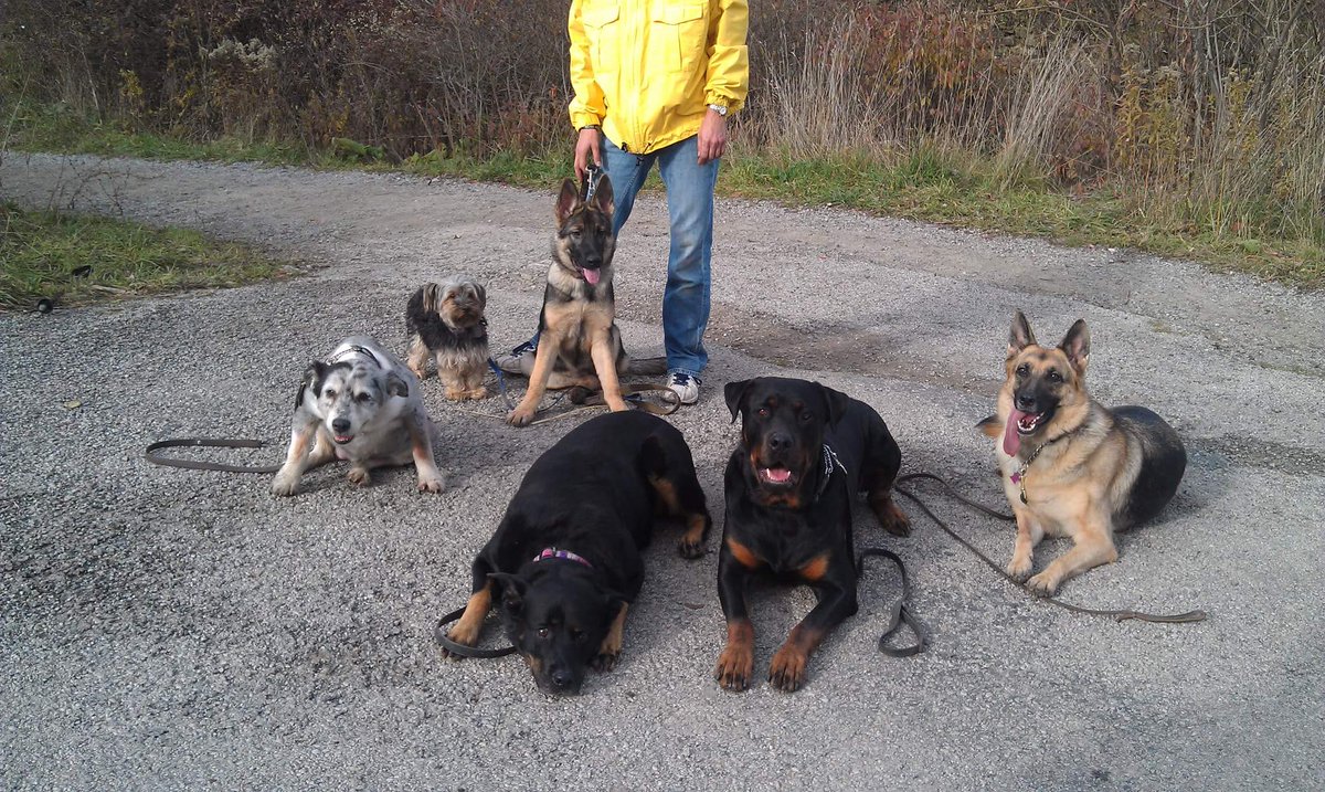 K9_Tracks's tweet photo. Hard to believe this was 5 years ago #K9 https://t.co/bKnv0gRAZm