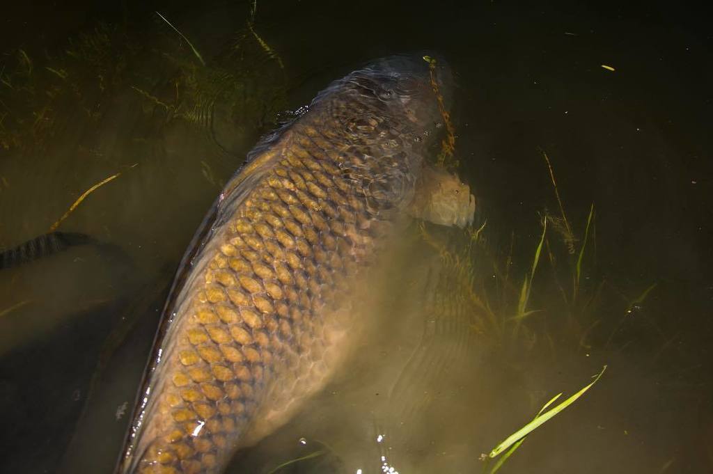 LKrasa's tweet photo. Good luck to everyone with the weekend fishing ahead of us. #lkbaits #fishing #angling #karpfenangeln #angeln #karpfen #carpfishing #ontheb… https://t.co/5xf0EbP9fB