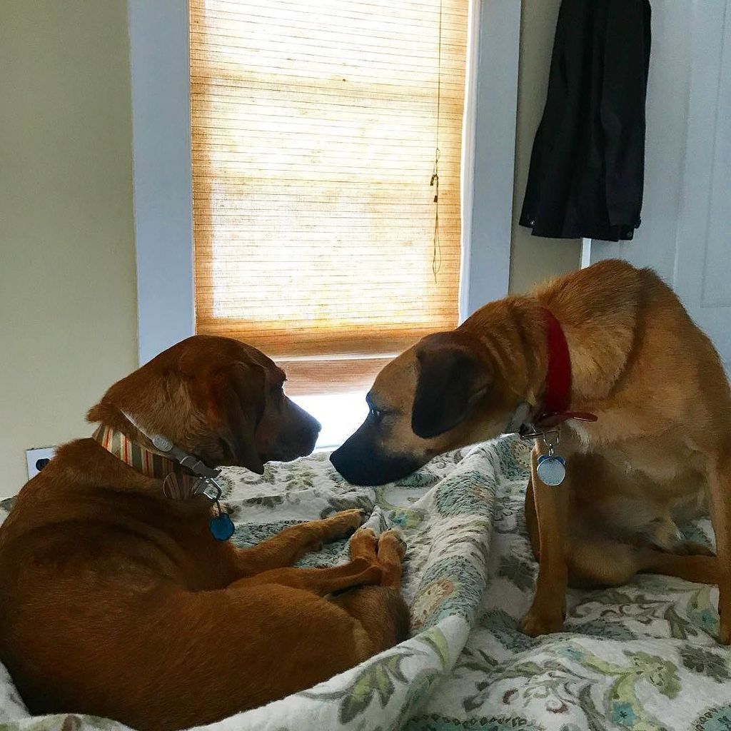 mgillespie530's tweet photo. Zorro is such a good little brother - always looking after his Tulah girl when she's sick! #rescuedogsofinstagram #bestfriends https://t.co/pikCJKWvDe
