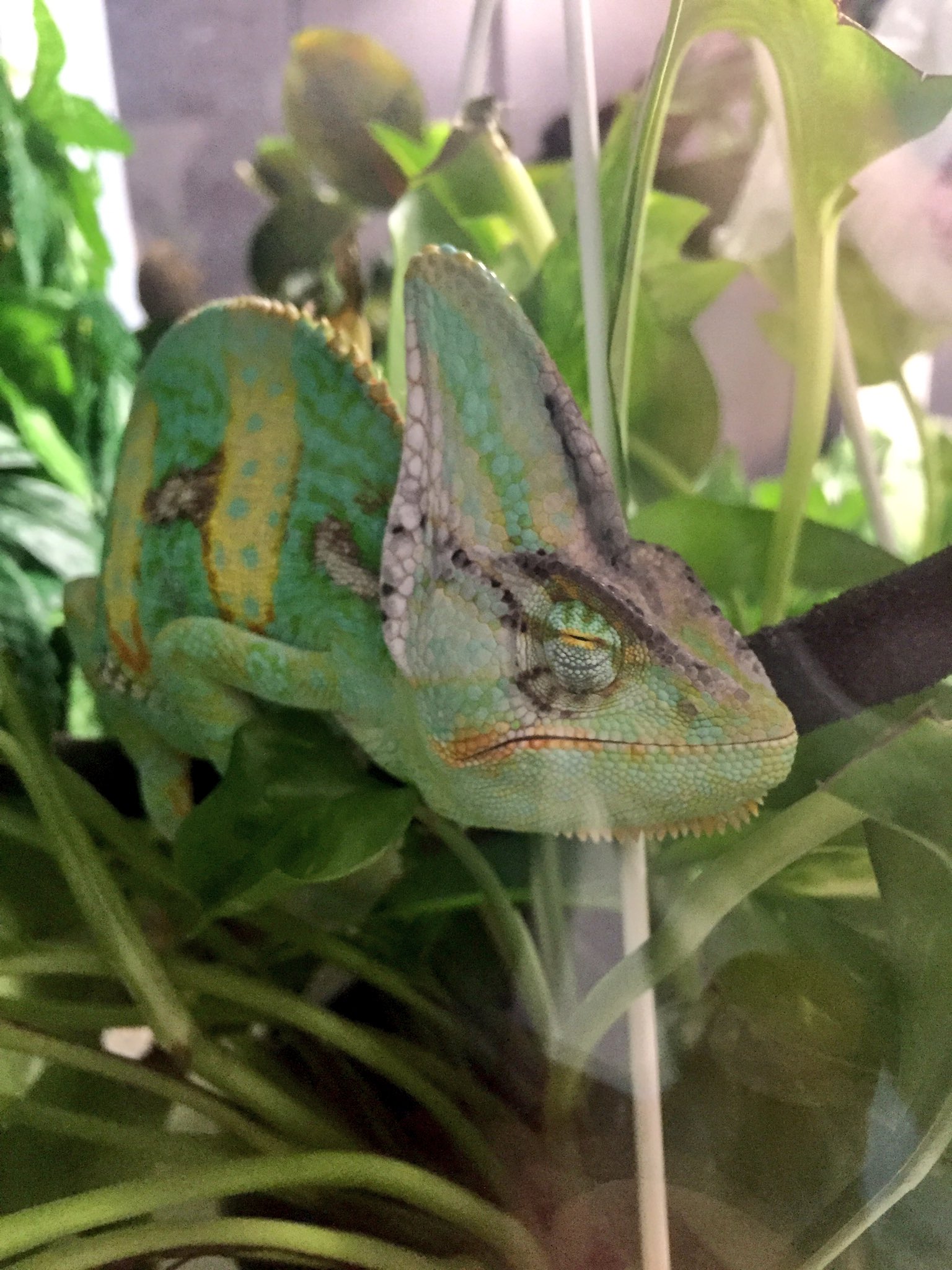 べーる カメレオン Veil Chameleon Twitter