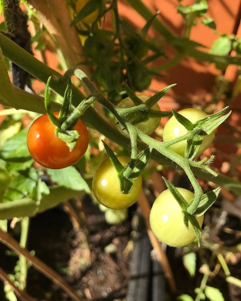 Our tomato plants are taking their sweet time this year, but finally showing signs of ripening. They're doing a go… ift.tt/2yuPFT8