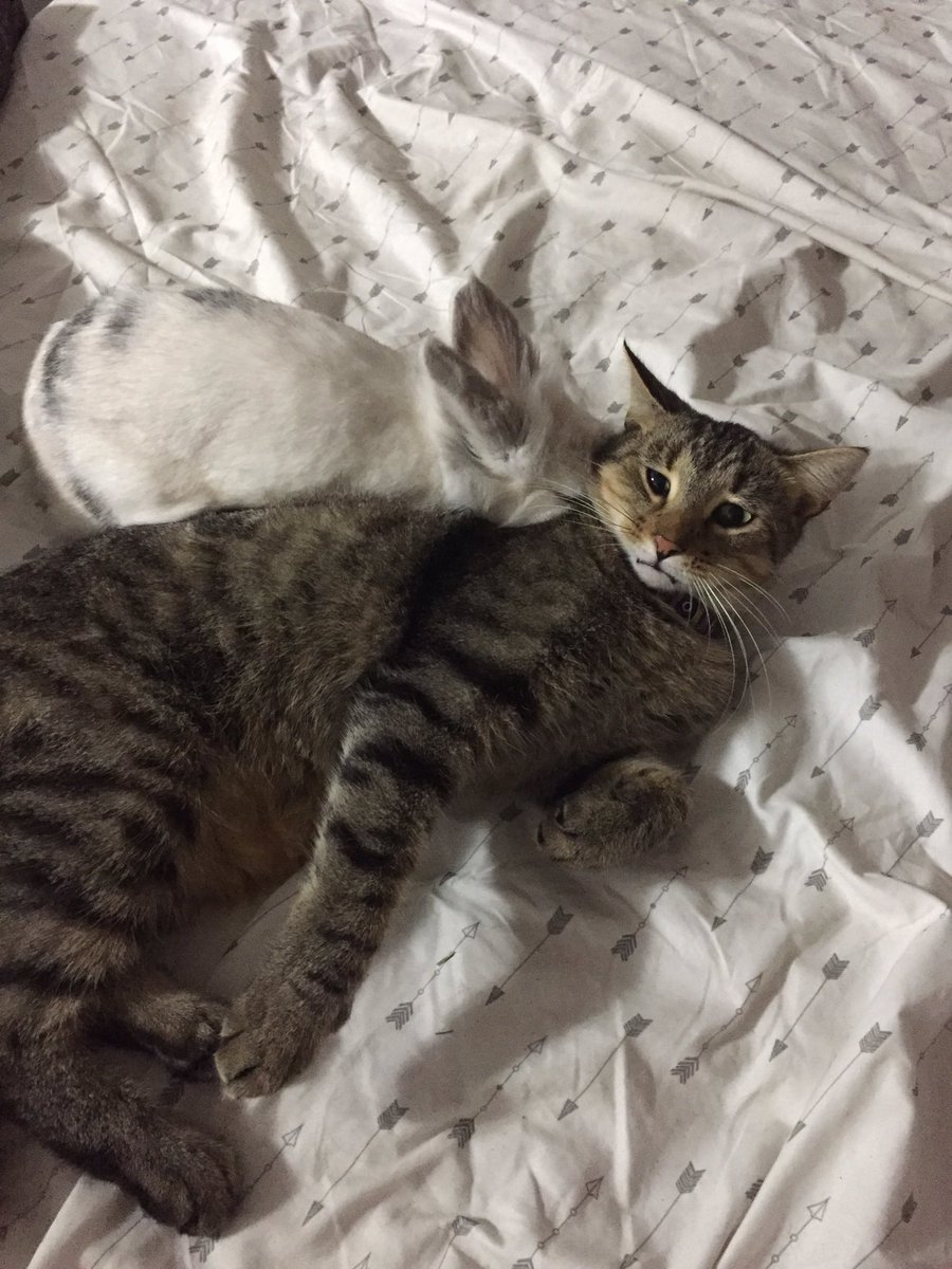 NatalieMitchXO's tweet photo. Goodmorning friends ❤️ this is the cute shit I get to wake up to everyday 👌 #zoomama #unlikelybff #bunny #kittycat #love https://t.co/bBUZdrShD6