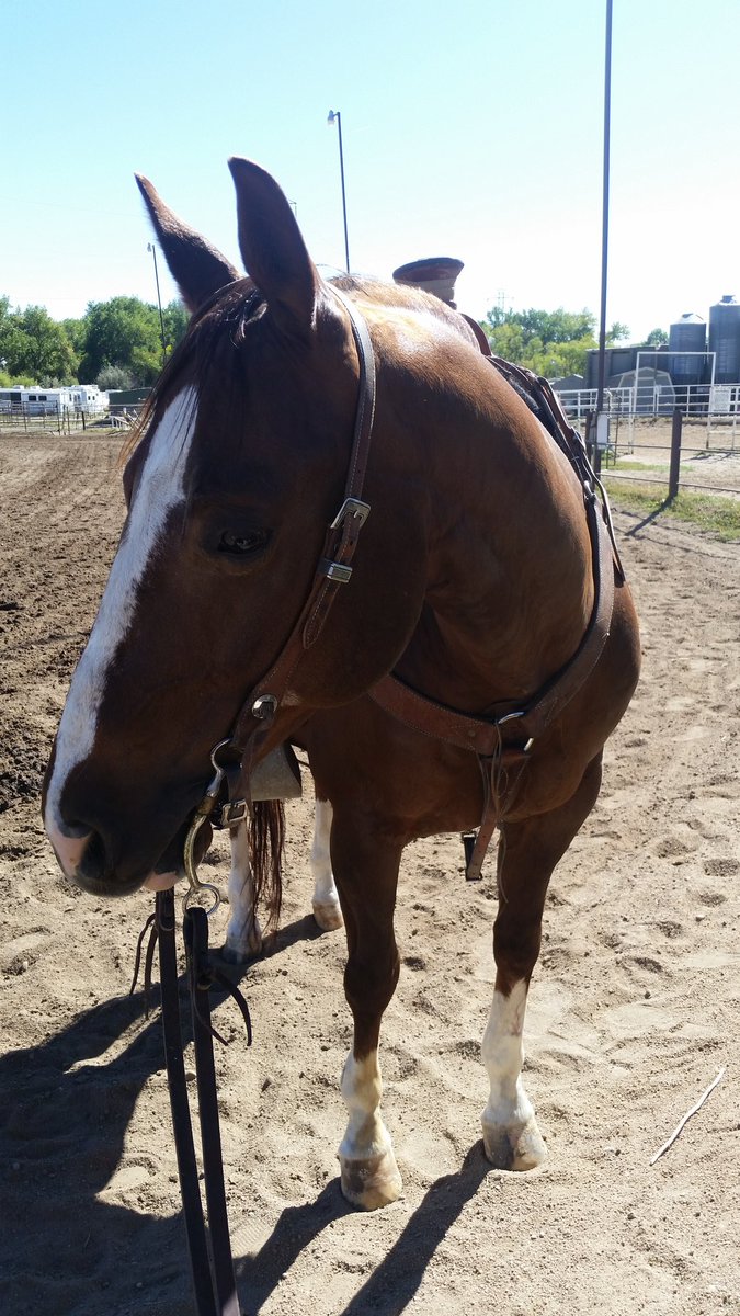 ithrah69's tweet photo. Going out to ride this sweet little horse. #brokenforreal Thank you tweeps for all of your support! @helenmaryme @steveg1425 @MOMMYMEOWTH :) https://t.co/tnJK4821eU