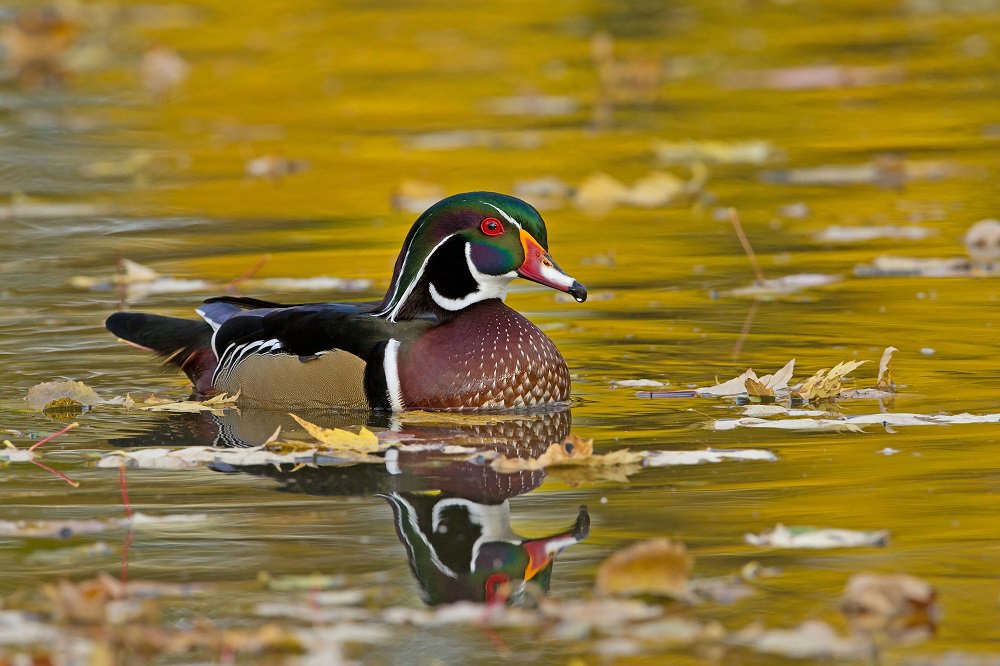 Upland Game (upland_game) Twitter