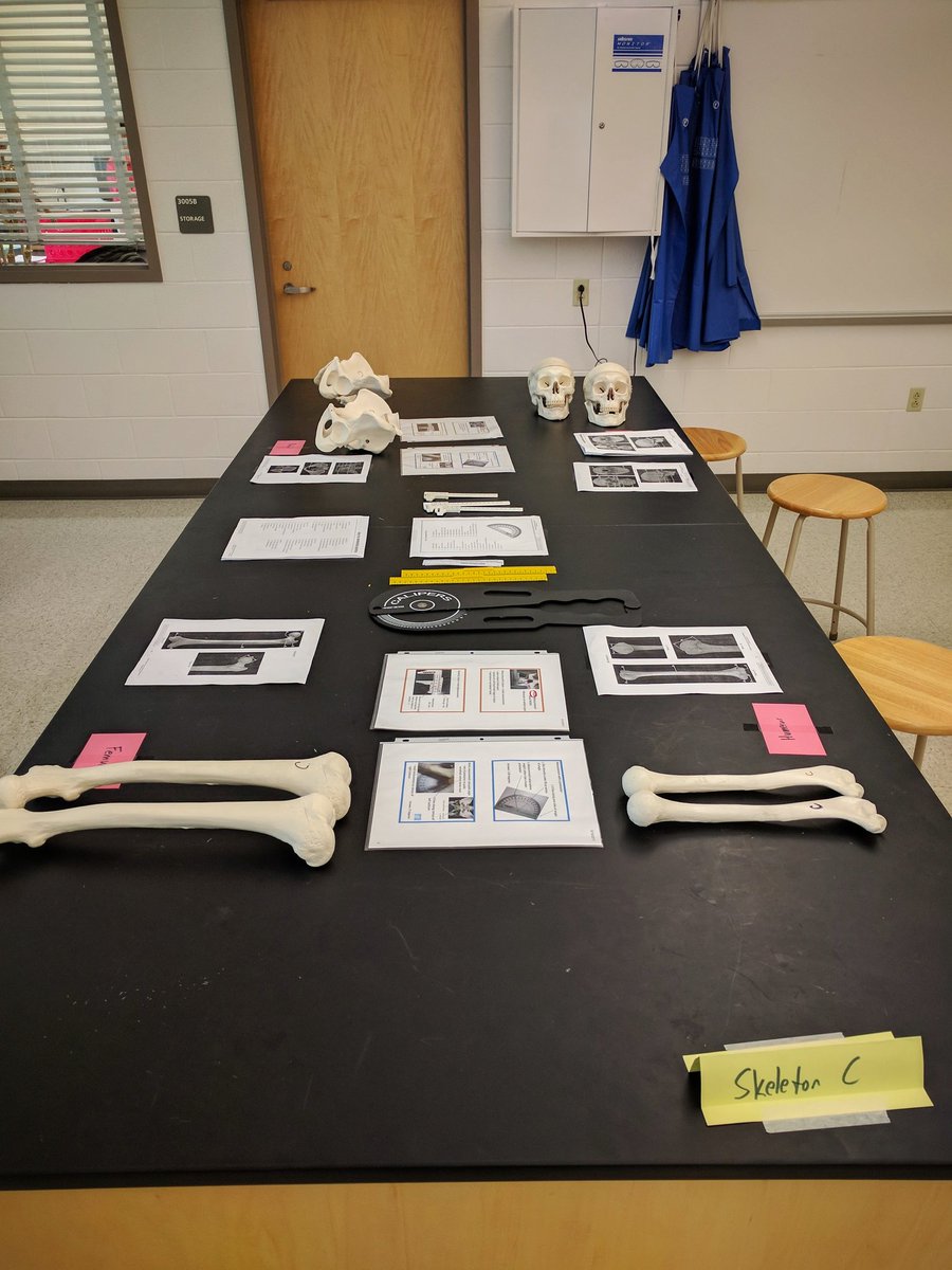 coach_pho's tweet photo. Always fun when you get to play with bones in class #ivegotabonetopickwithyou #ifindthishumerus #sherlockbones #forensicanthropology #pltw https://t.co/NRZbBTmpc4