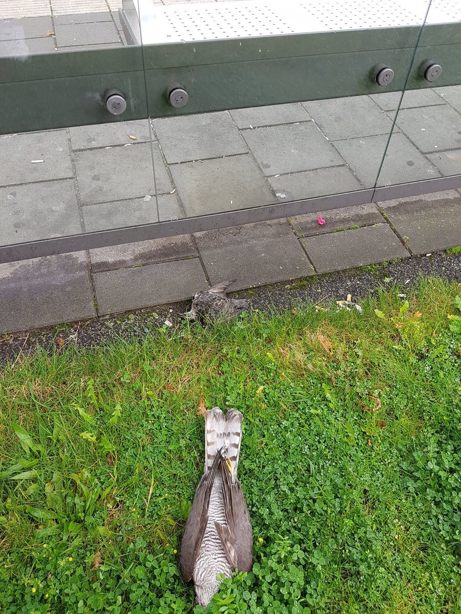 Deze spreeuw en sperwer zijn tegen de ruit van een bushokje gevlogen. Een idee om de ruiten te bestickeren, @GVBnieuws @Stadsecoloog020 ?