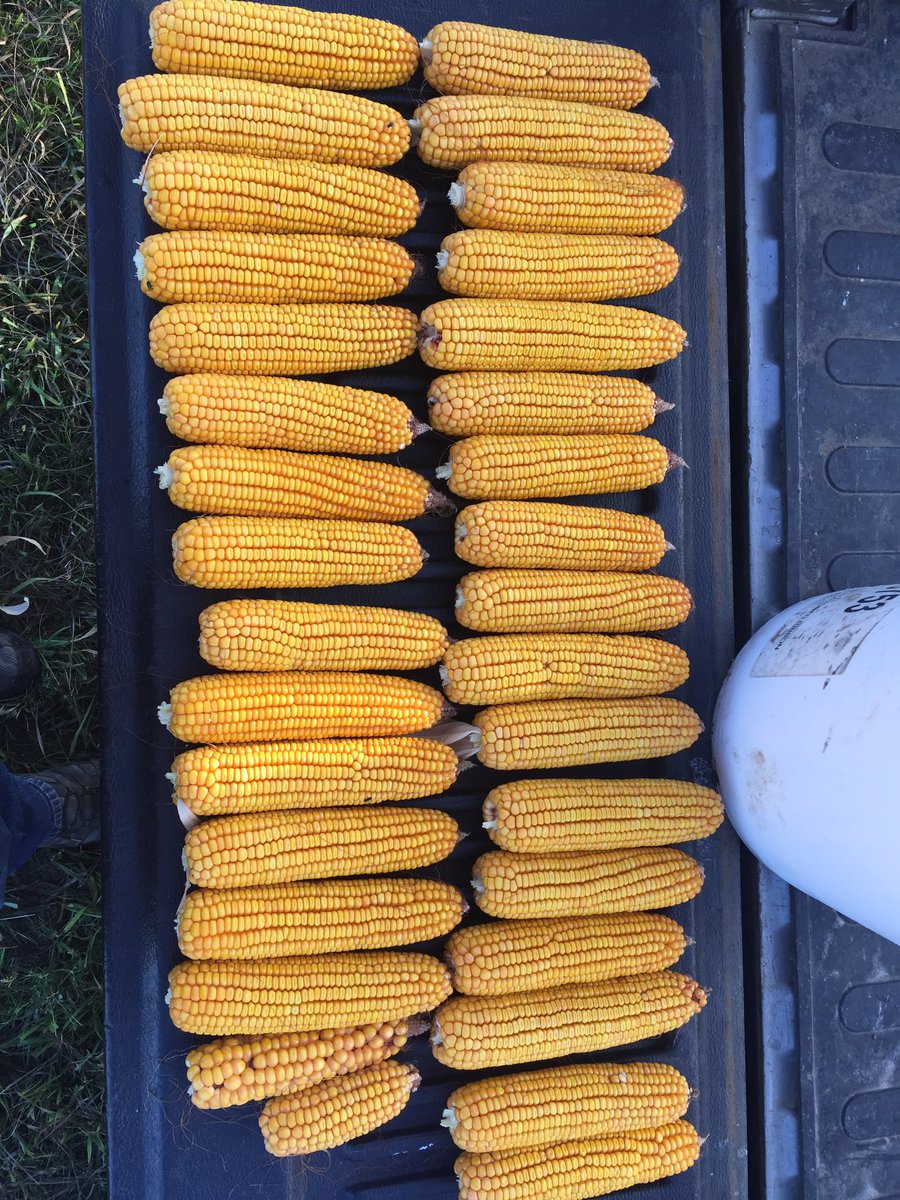1/1000th of an acre of P1151AM north of Alton. Consistency.