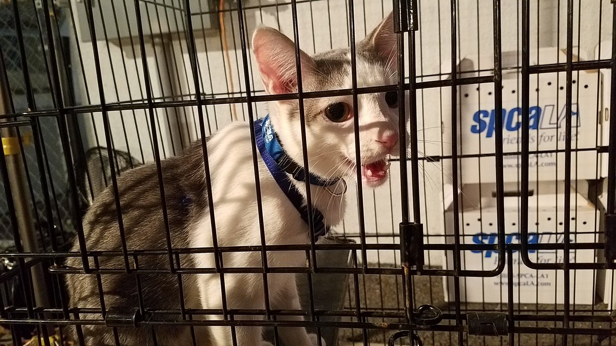 south bay pet adoption center