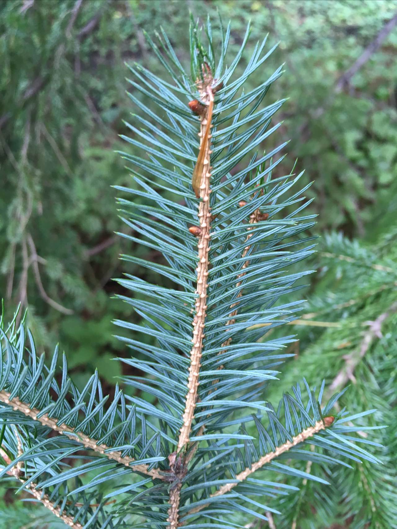 Pka エゾマツ Picea Jezoensis マツ 科トウヒ属の常緑高木 葉は長さ2cmほど 葉先は尖り断面は扁平 枝に密につき触っても痛くない 樹皮は黒褐色 球果は下向き 枝はやや下向きに垂れ下がる トドマツとともに北海道の 針葉樹林の主要樹種 北海道の木に