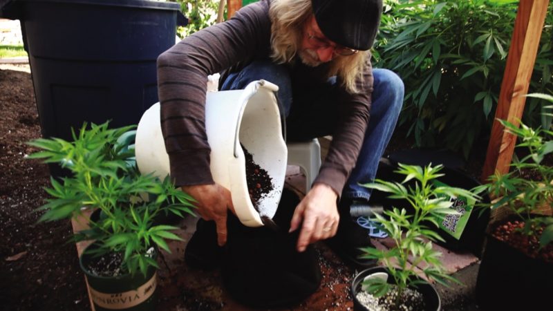 Yes, cannabis grows like a weed — but there's still work involved. A guide to getting started. dpo.st/2jQYe7L