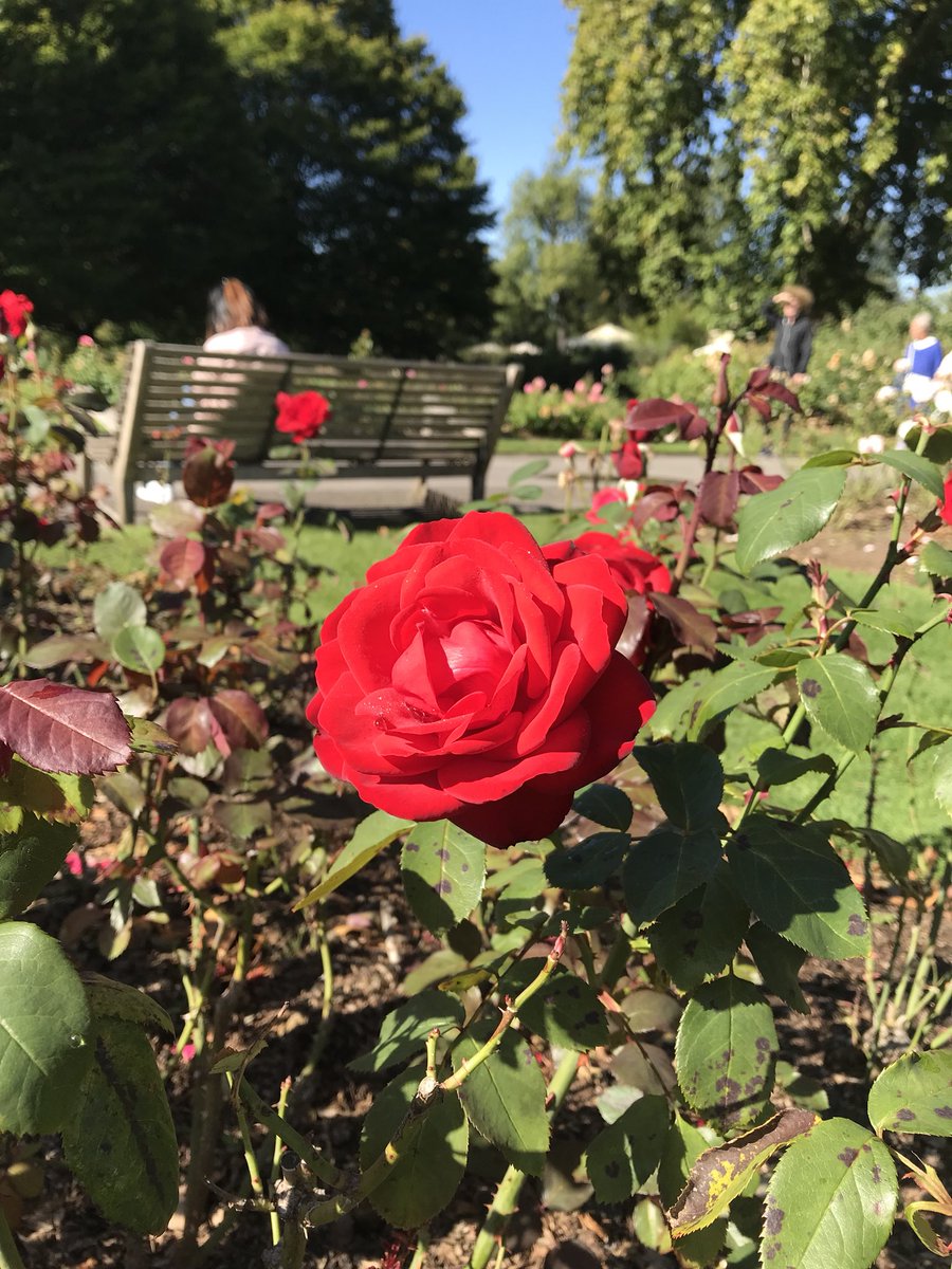 _3maniii's tweet photo. #Queen_Mary’s_Gardens 
#Regent’s_park 
#London🇬🇧 https://t.co/54zAZDnzla
