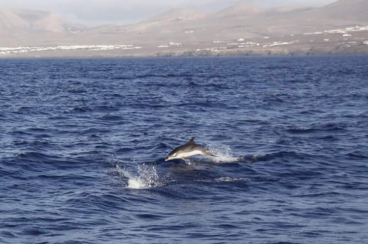 CeamarCanarias's tweet photo. Programas de seguimiento de cetáceos tortugas y aves marinas #MisticSeasII
#UTE_CEAMAR_ALNILAM_ADS
@FBiodiversidad @CeamarCanarias @ADS_Bio https://t.co/1fYad4IcfE