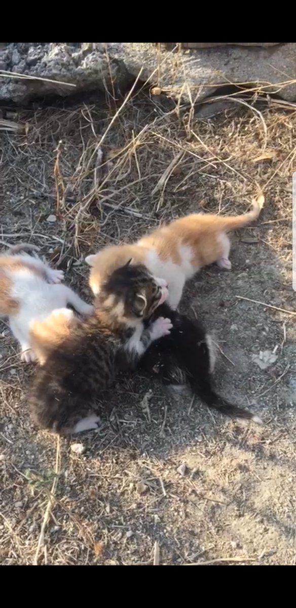 AnaMarkezPhoto's tweet image. RT xfavor. Estos gatitos de 2/3 semanas se han quedado huérfanos tras un incendio por la zona de #Valdemoro (#Madrid). Interesadxs 690867796