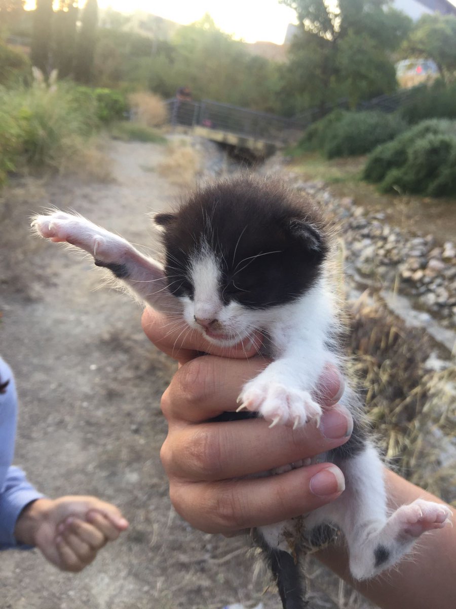 AnaMarkezPhoto's tweet image. RT xfavor. Estos gatitos de 2/3 semanas se han quedado huérfanos tras un incendio por la zona de #Valdemoro (#Madrid). Interesadxs 690867796