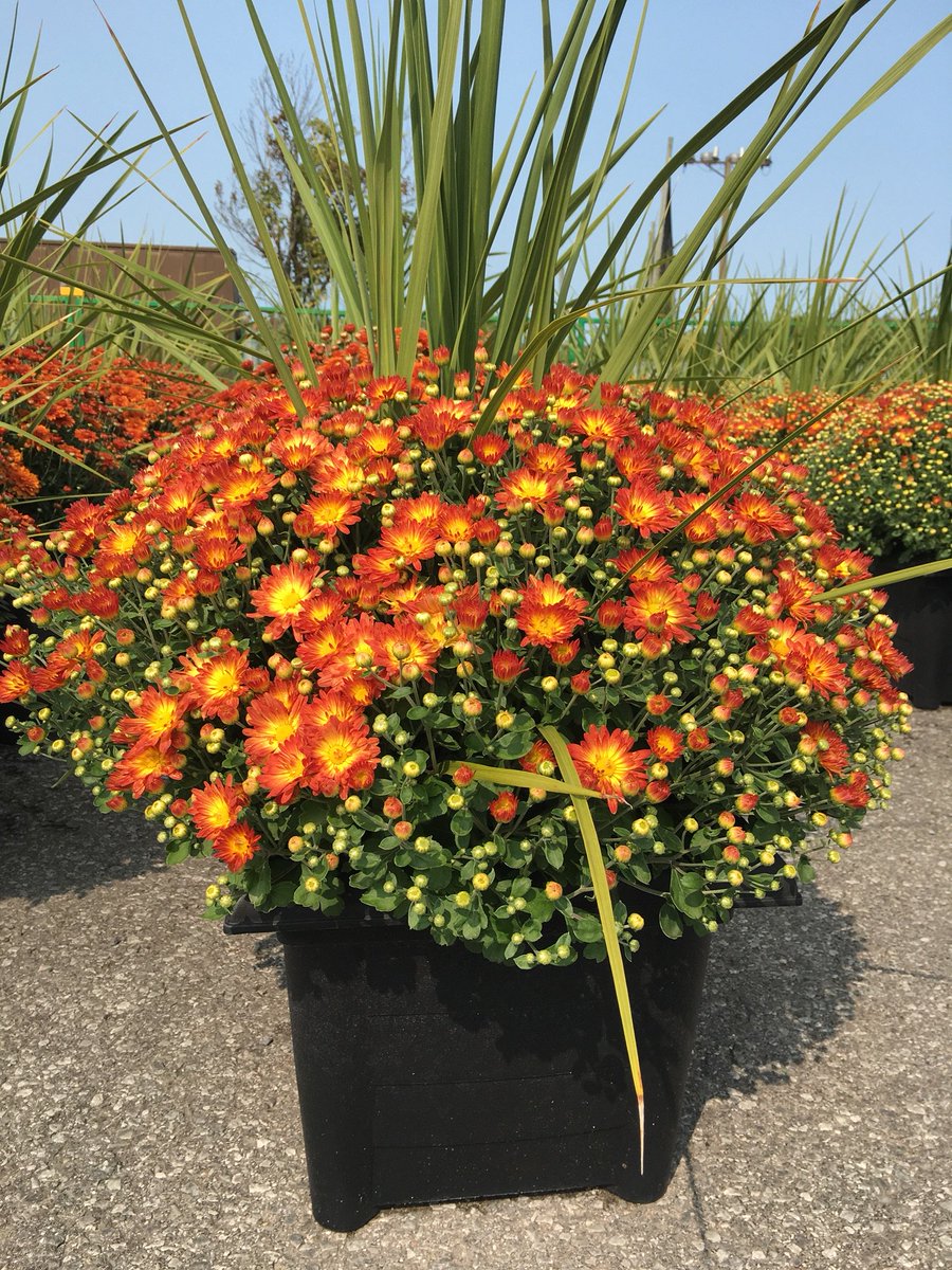 FAQ about Gardening with Mums #Autumn ow.ly/XOkY30fdEaS