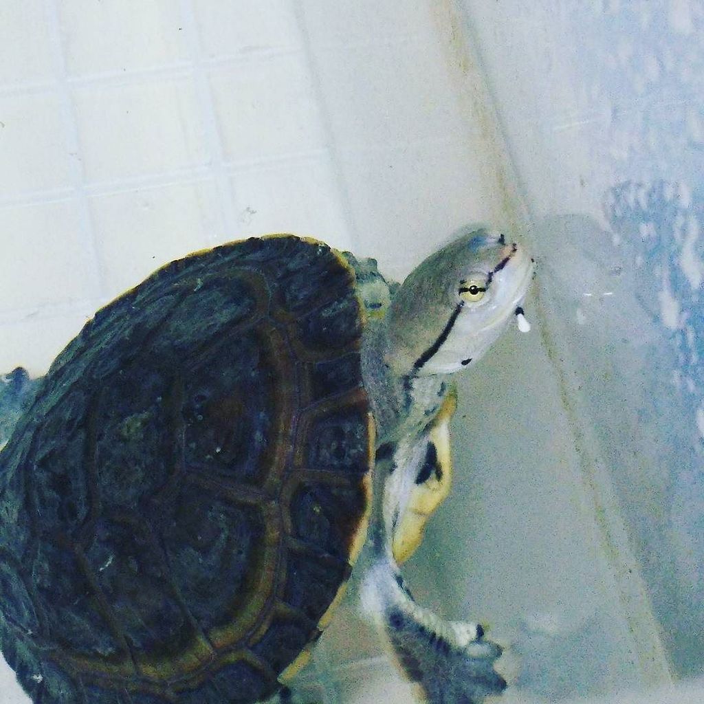 sekireihisui's tweet photo. 「ごはんは?」
#爬虫類 #reptile #亀 #カメ #turtle #曲頸 #曲頸亜目 #phrynops #ヒラリーカエルガメ https://t.co/Caa7VoN62l https://t.co/VqWlGbDUTl