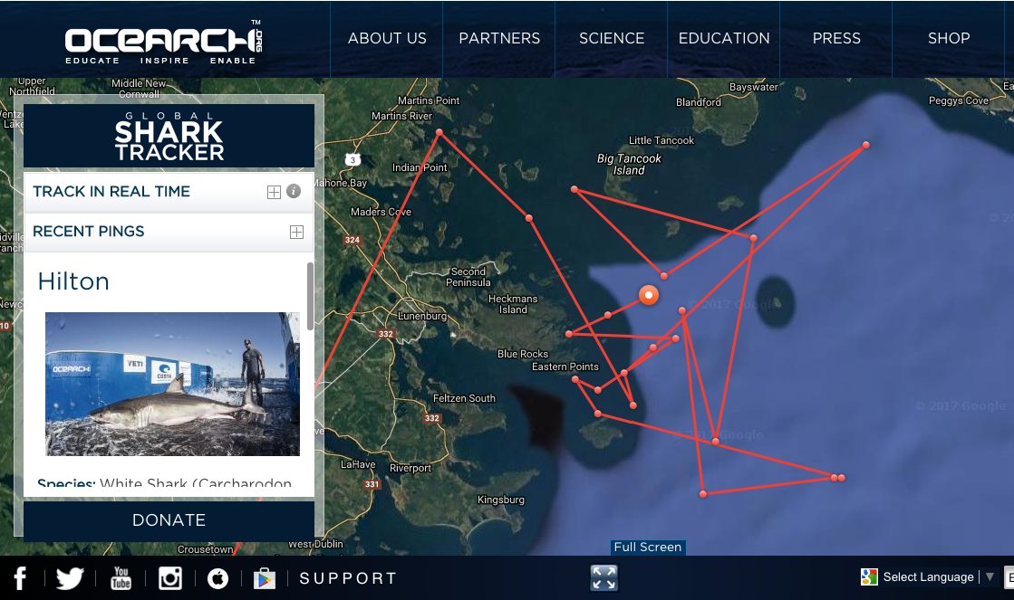 Georgia Tiger Shark (@SharkGeorgia) / Posts / X