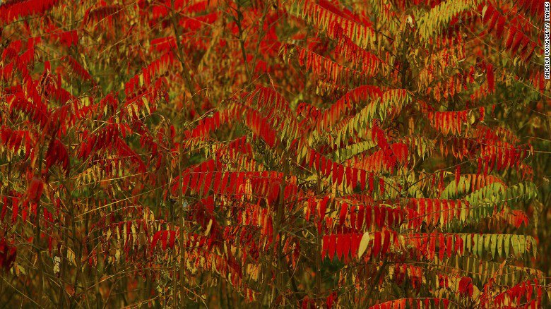 cnni's tweet image. Happy #FirstDayofFall (in the northern hemisphere, anyway). 5 fun facts about the season: cnn.it/2hm0keX