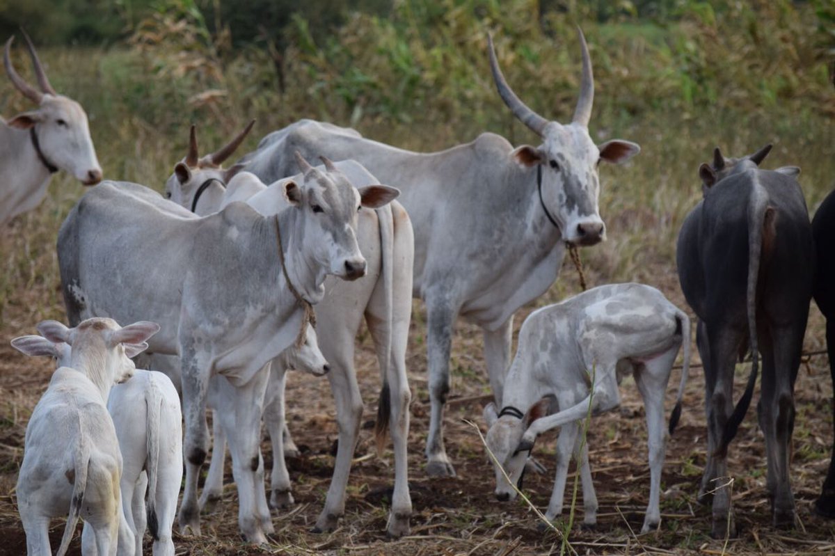 BhushanMorde's tweet photo. On the other hand efforts are being made to save the #nativecow while on the other hand #animal lovers are opposing the race. https://t.co/CNfGEFFaQr