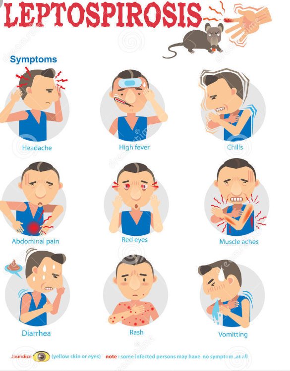 Helmi Senpai ヘルミ先輩 On Twitter Symptoms Include Fever Muscle Joint Ache Amp Pain Abdominal Pain Amp Vomiting Jaundice Etc Pic Https T Co Wf7ckdmb2k Twitter