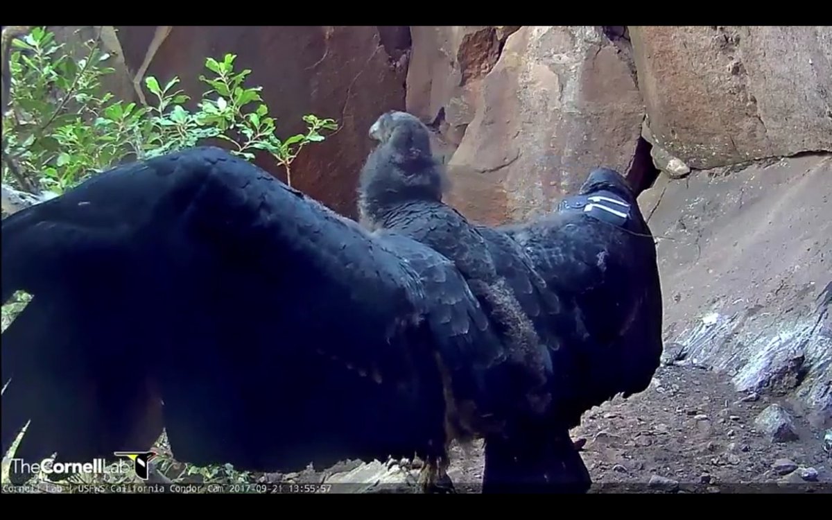 ElizabethNervi1's tweet photo. @CornellCondors 
Our exotic beauty, Capella, in all her glory! https://t.co/tiCJLwyQUF