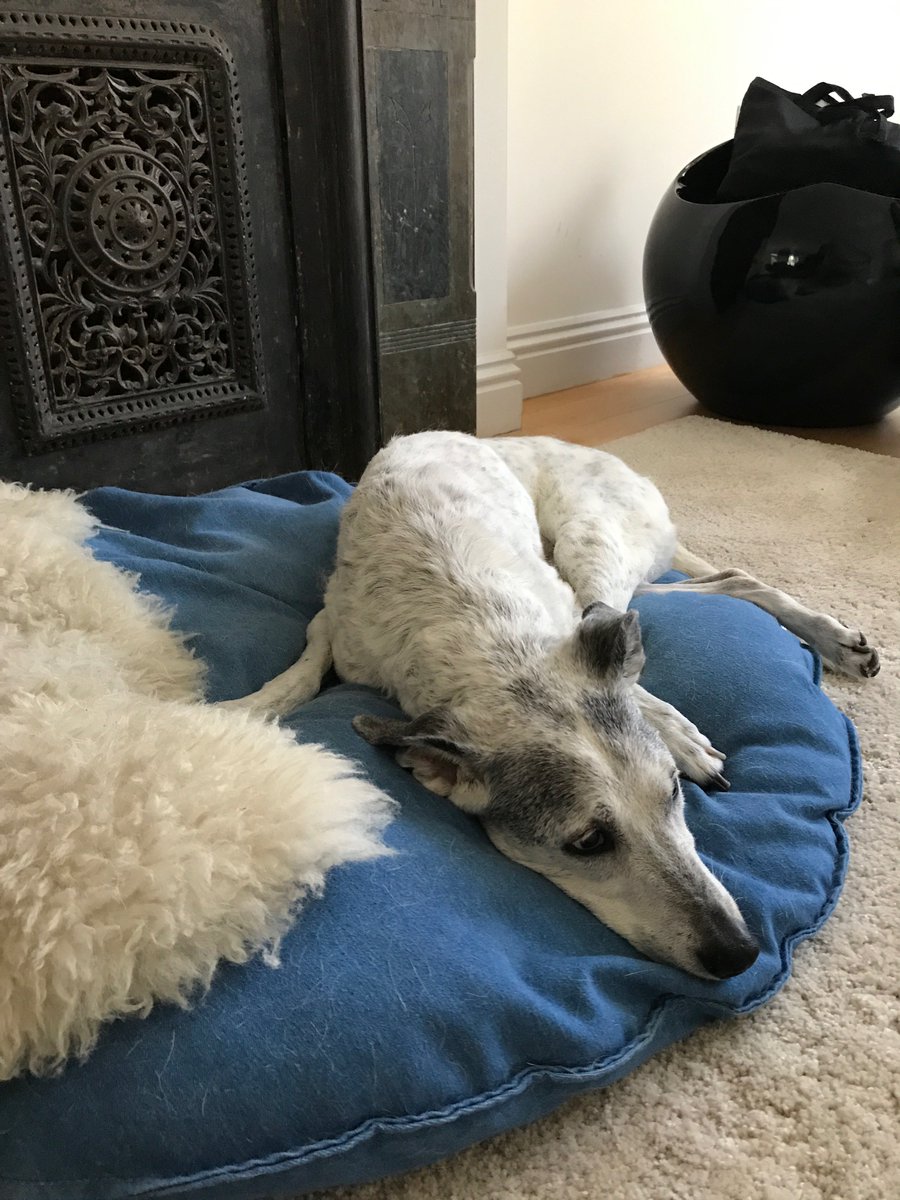 gooddogden's tweet photo. I never thought DEN could have a LARGER sense of purpose.
We do.  Thanks for the inspiration, Molly.
#buy1give1 🐕💕
#dogsoftwitter https://t.co/nIFOLnmvSZ