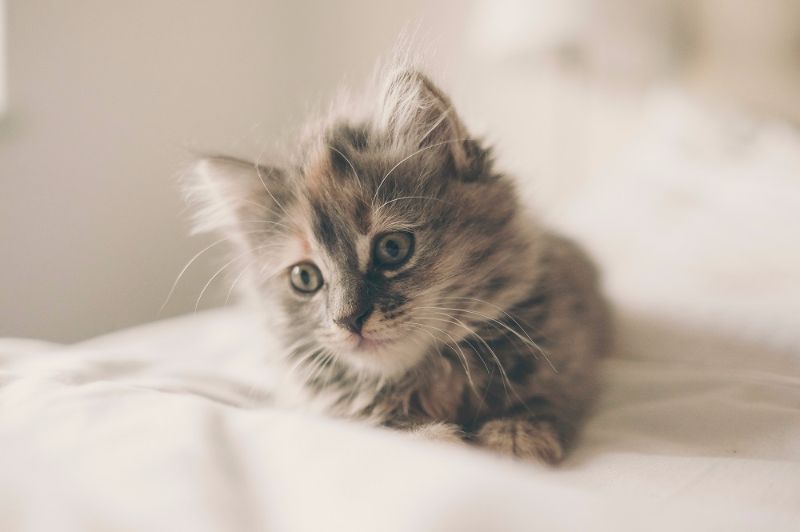 Tom_And_Co's tweet photo. #Conseil : votre #chaton doit être vermifugé tous les mois, jusqu’à 6 mois pour limiter les risques de maladies. https://t.co/LPYuiRbzFl
